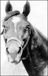 Man O' War