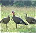 Feather Flex turkey decoys