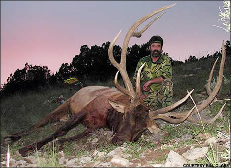 N.M.Clark bull